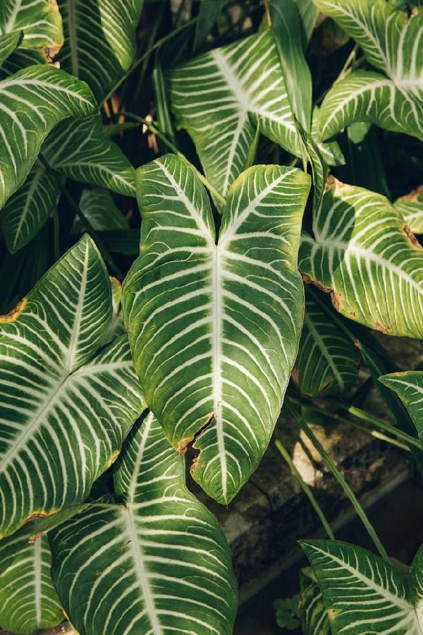 比利時國家植物園掠影