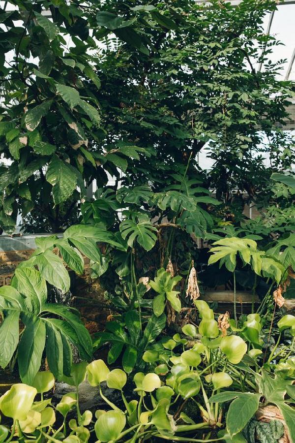 比利時國家植物園掠影