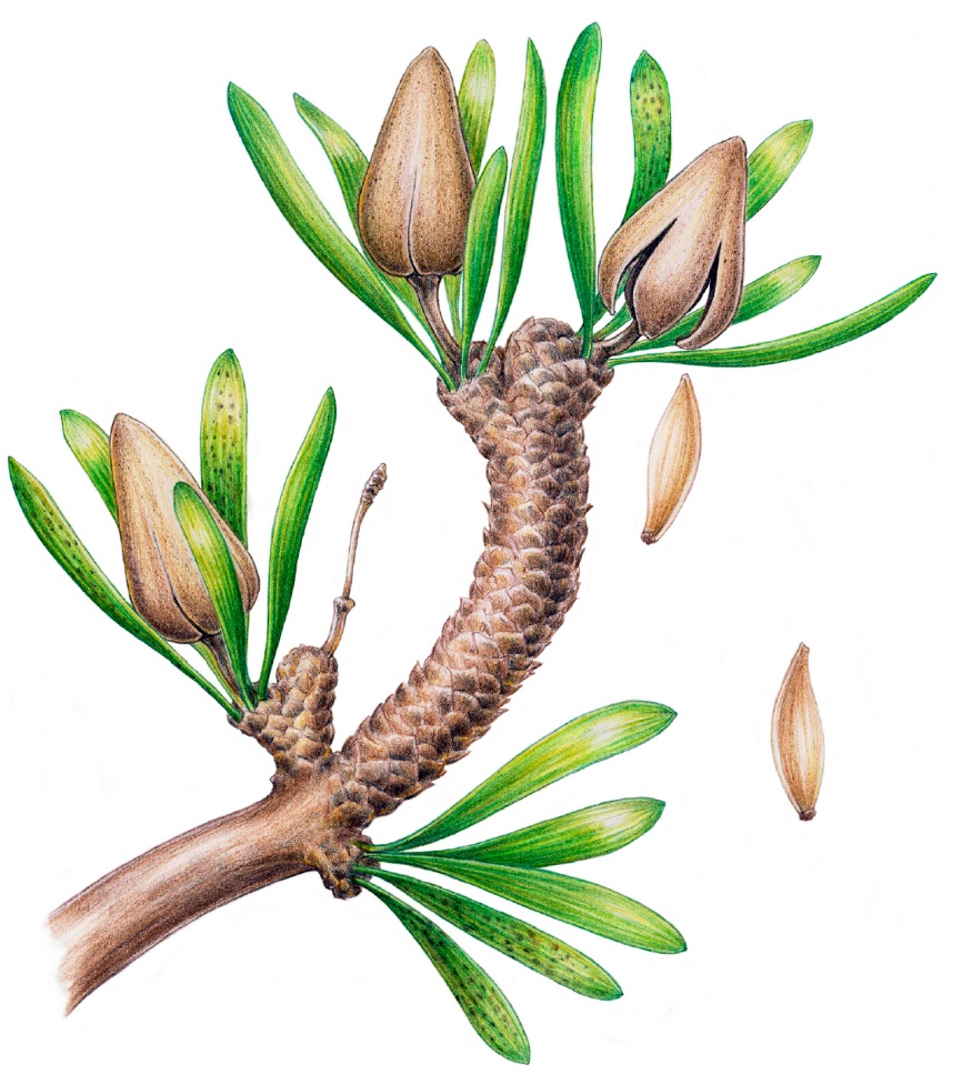 種子植物大類群起源和系統發育關系研究進展