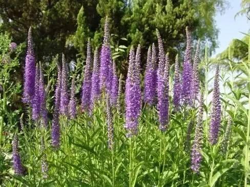 認識植物:這些常見的園林植物你認識嗎?