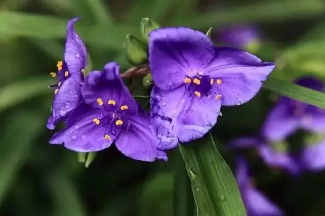 認識植物:這些常見的園林植物你認識嗎?