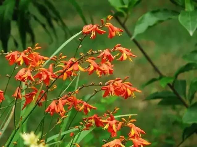 認識植物:這些常見的園林植物你認識嗎?