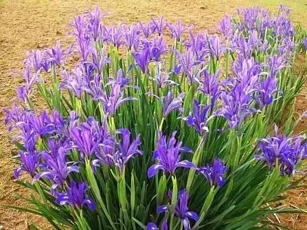 認識植物:這些常見的園林植物你認識嗎?