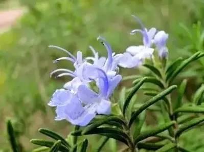 認識植物:這些常見的園林植物你認識嗎?