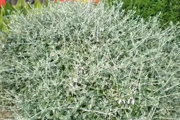 認識植物:這些常見的園林植物你認識嗎?