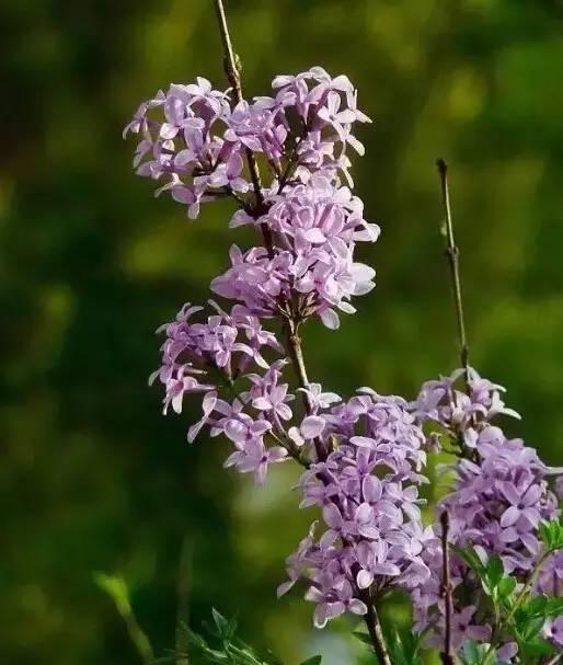 認識植物：這些常見的園林植物你認識嗎？