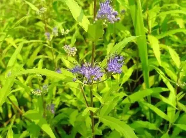 認識植物:這些常見的園林植物你認識嗎?