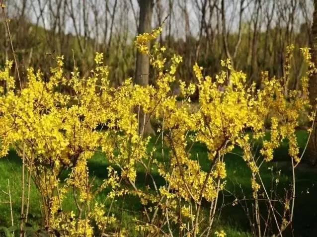 認識植物:這些常見的園林植物你認識嗎?