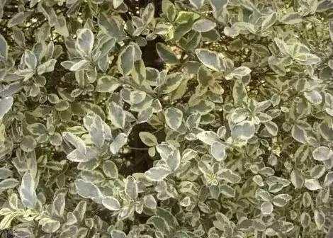 認識植物:這些常見的園林植物你認識嗎?