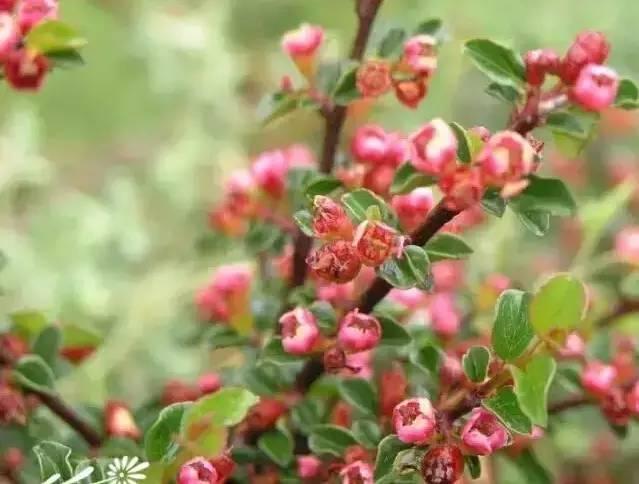 認識植物:這些常見的園林植物你認識嗎?