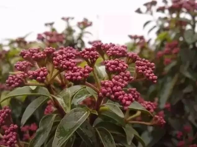 認識植物:這些常見的園林植物你認識嗎?