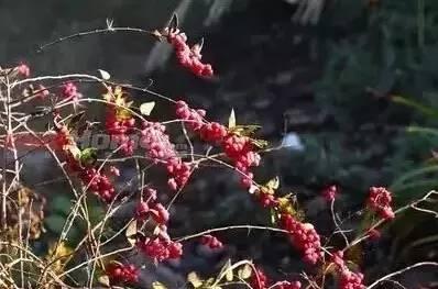 認識植物:這些常見的園林植物你認識嗎?