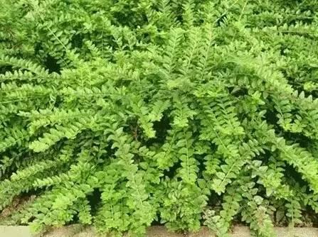 認識植物:這些常見的園林植物你認識嗎?