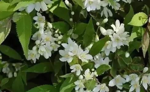 認識植物:這些常見的園林植物你認識嗎?