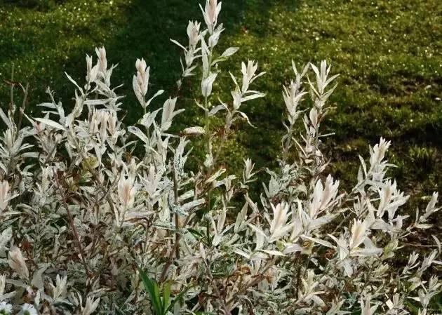 認識植物:這些常見的園林植物你認識嗎?