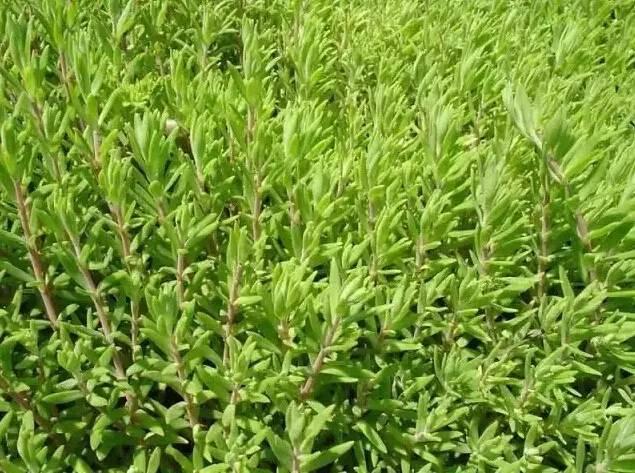 認識植物:這些常見的園林植物你認識嗎?