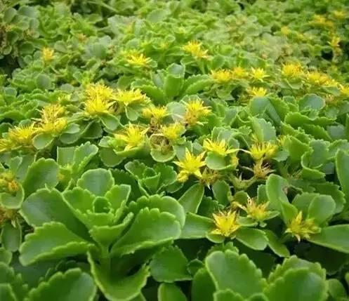 認識植物:這些常見的園林植物你認識嗎?