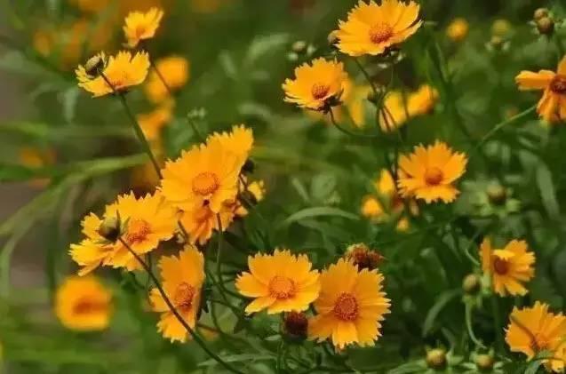 認(rèn)識植物：這些常見的園林植物你認(rèn)識嗎？