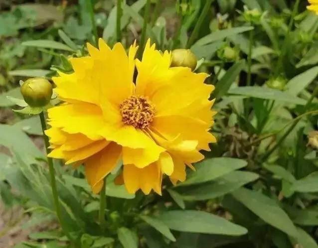 認(rèn)識植物：這些常見的園林植物你認(rèn)識嗎？