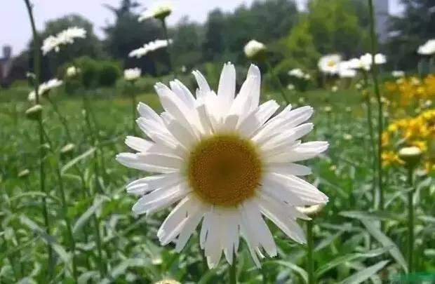 認(rèn)識植物：這些常見的園林植物你認(rèn)識嗎？