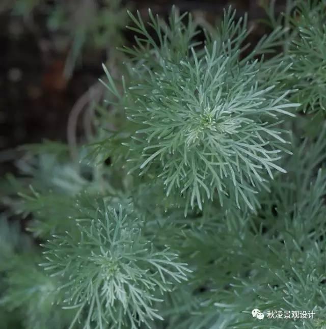 認(rèn)識植物：這些常見的園林植物你認(rèn)識嗎？