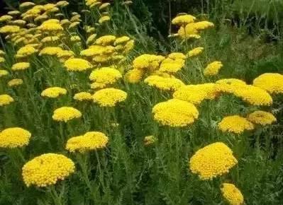 認(rèn)識植物：這些常見的園林植物你認(rèn)識嗎？