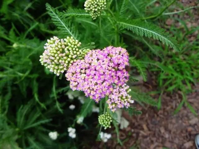 認(rèn)識植物：這些常見的園林植物你認(rèn)識嗎？