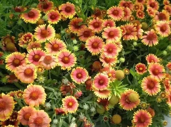 認(rèn)識植物：這些常見的園林植物你認(rèn)識嗎？