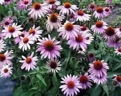 認識植物:這些常見的園林植物你認識嗎?