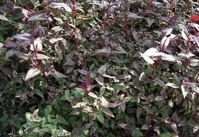 認識植物:這些常見的園林植物你認識嗎?