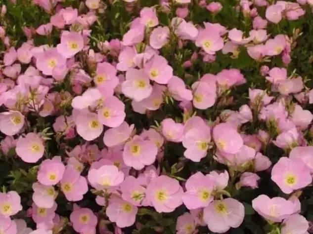 認識植物:這些常見的園林植物你認識嗎?