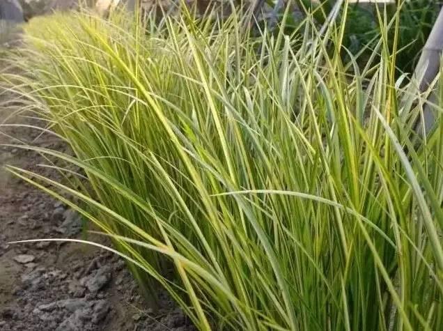 認(rèn)識植物:這些常見的園林植物你認(rèn)識嗎?