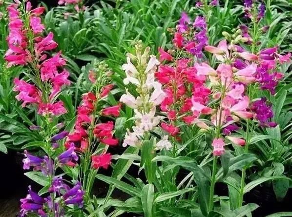 認(rèn)識植物:這些常見的園林植物你認(rèn)識嗎?