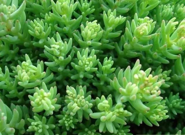 認(rèn)識植物:這些常見的園林植物你認(rèn)識嗎?