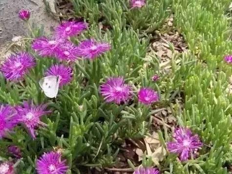 認(rèn)識植物:這些常見的園林植物你認(rèn)識嗎?