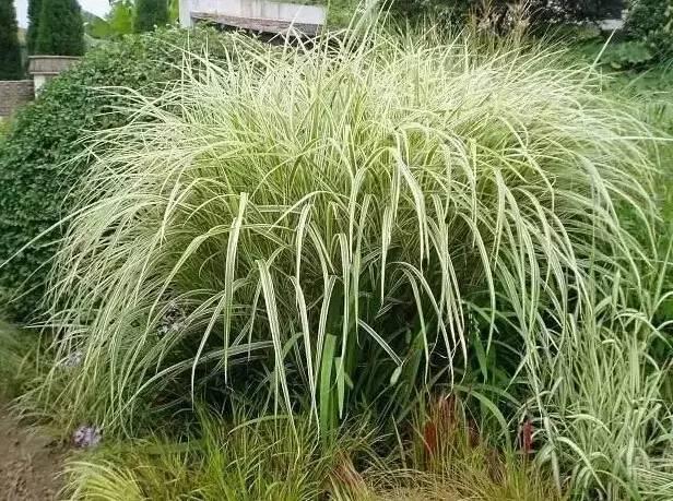 認(rèn)識植物:這些常見的園林植物你認(rèn)識嗎?