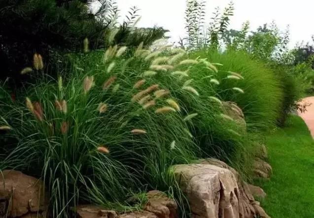 認(rèn)識植物:這些常見的園林植物你認(rèn)識嗎?