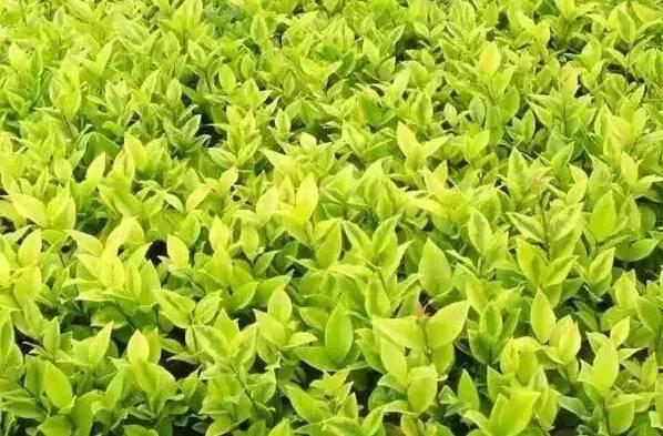 認(rèn)識(shí)植物:這些常見的園林植物你認(rèn)識(shí)嗎?