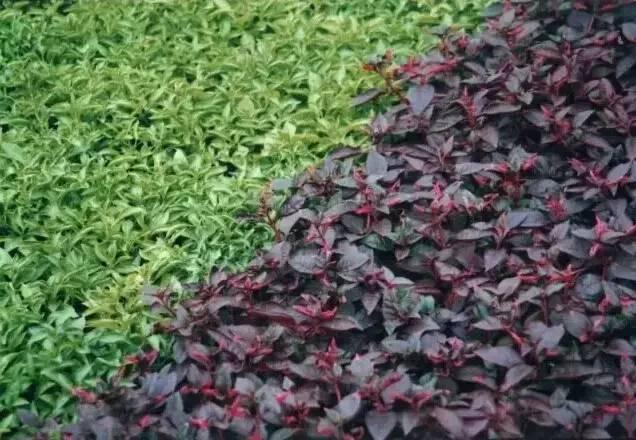 認(rèn)識(shí)植物:這些常見的園林植物你認(rèn)識(shí)嗎?