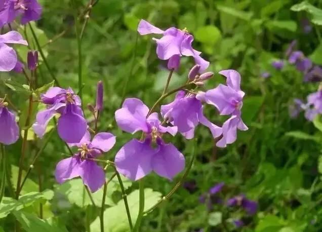 認(rèn)識(shí)植物:這些常見的園林植物你認(rèn)識(shí)嗎?