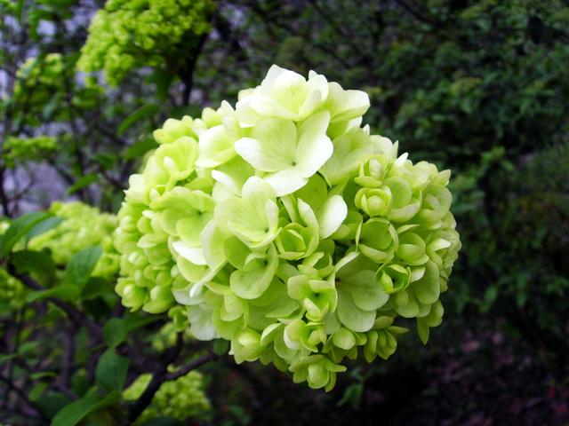 上海的木本繡球即將進入盛花期