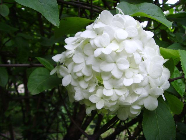 上海的木本繡球即將進入盛花期