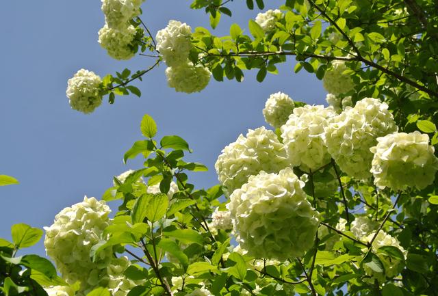 上海的木本繡球即將進入盛花期