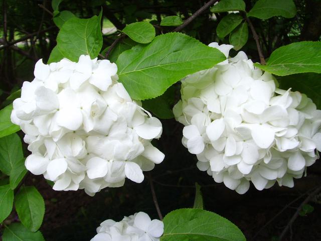 上海的木本繡球即將進入盛花期