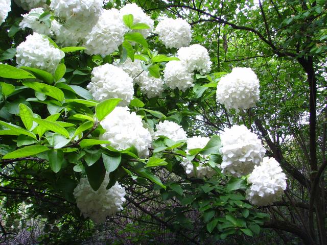上海的木本繡球即將進入盛花期