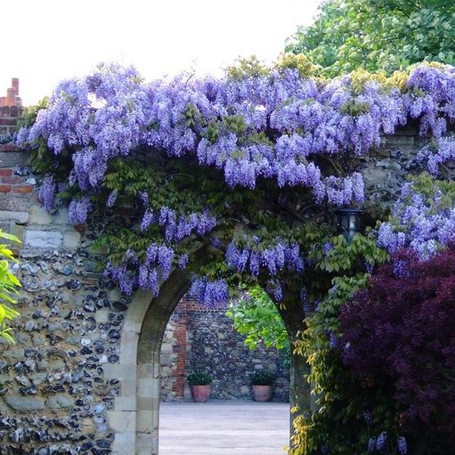 八種陽臺樓頂經常使用的攀援植物