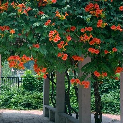 八種陽臺樓頂經常使用的攀援植物