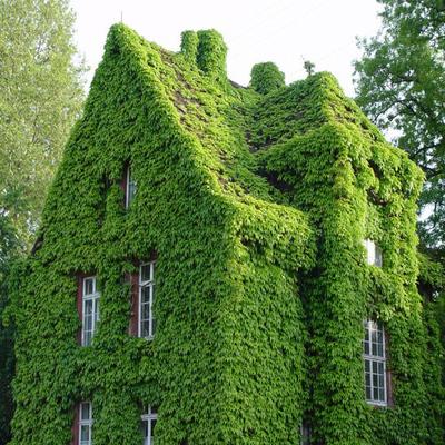 八種陽臺樓頂經常使用的攀援植物