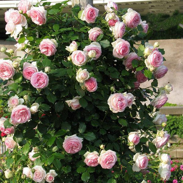 八種陽臺樓頂經常使用的攀援植物