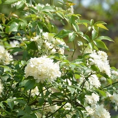 八種陽臺樓頂經常使用的攀援植物